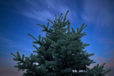 Low angle view of tree against sky at night