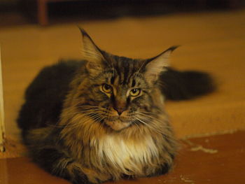 Close-up portrait of cat