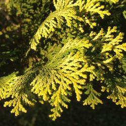 Close-up of leaves