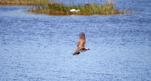 Osprey flying above lake