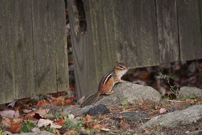 Close-up of squirrel on rock