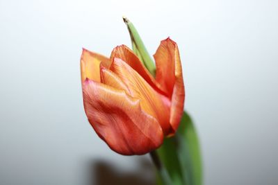 Close-up of red tulip