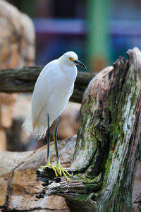 Close-up of bird perching on wooden post