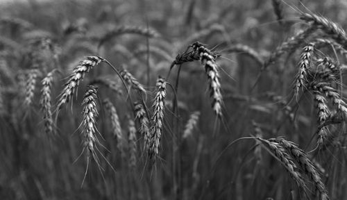 Close-up of wheat crops on field