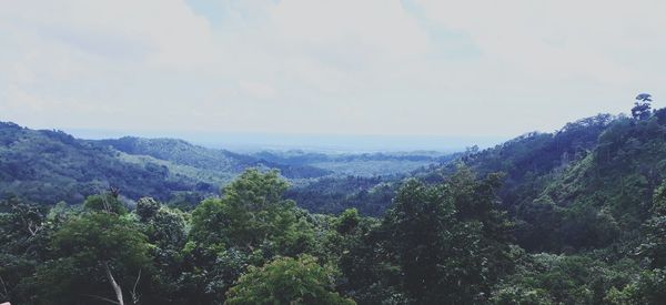 Scenic view of forest against sky