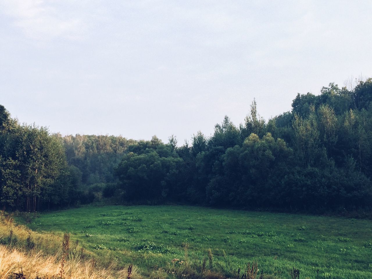 TREES ON GRASSY FIELD