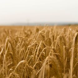 Close-up of wheat field against clear sky