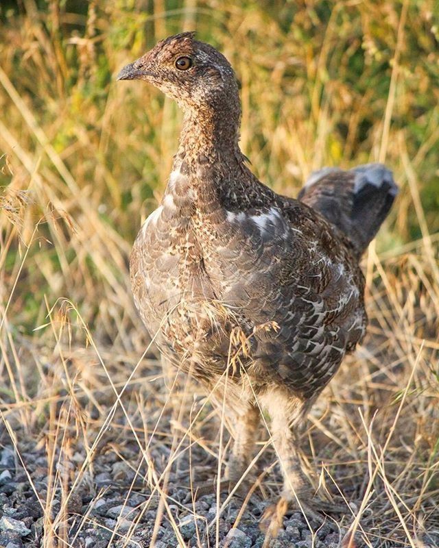 animal themes, animals in the wild, one animal, wildlife, grass, field, bird, nature, focus on foreground, side view, close-up, day, full length, no people, grassy, outdoors, standing, zoology, looking away, two animals