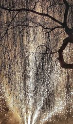 Reflection of trees in water