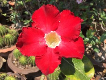 Close-up of red hibiscus blooming outdoors