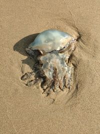 High angle view of shell on beach