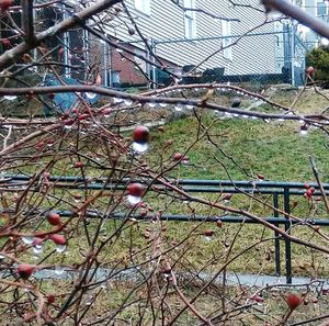 Close-up of berries on fence against trees