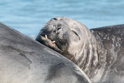 High angle view of sea lion