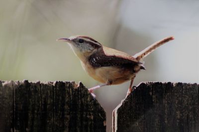 Close-up of sparrow perching outdoors