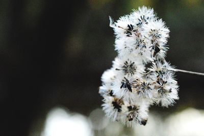 Close-up of white flowers