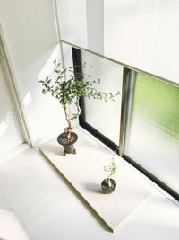 High angle view of potted plant on table at home