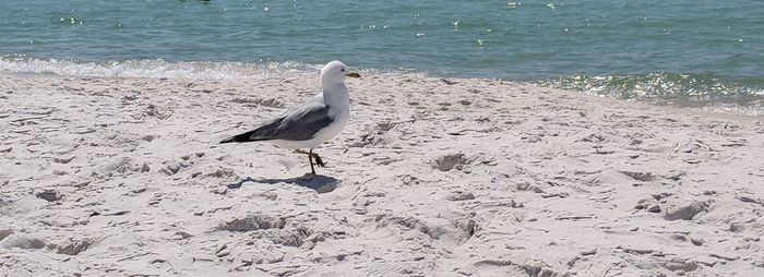 Bird on shore