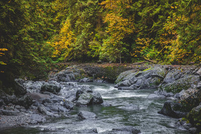 Stream flowing through rocks in forest