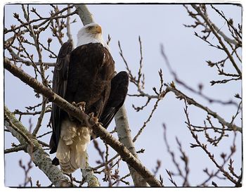 Low angle view of eagle perching on tree against sky