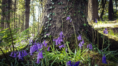 Purple flowering plants by trees in forest