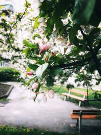 Close-up of flowers blooming on tree