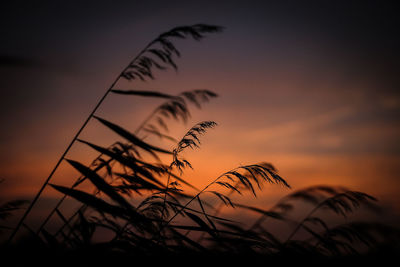 Silhouette plants against sky during sunset