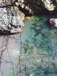 Tree branches over water