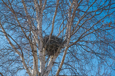 Low angle view of bare tree against sky