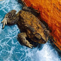 High angle view of frog by rock