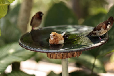 Close-up of bird perching on a plant