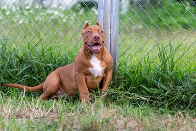 Dog running on field