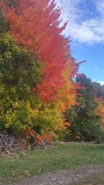 Trees in park