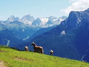 Horses on a field against mountain range