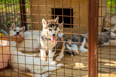 Portrait of dogs in cage