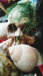 Close-up of mushrooms