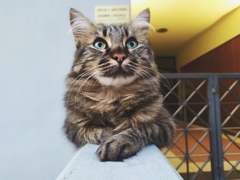Portrait of cat sitting on floor