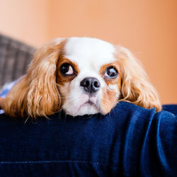 Portrait of dog relaxing