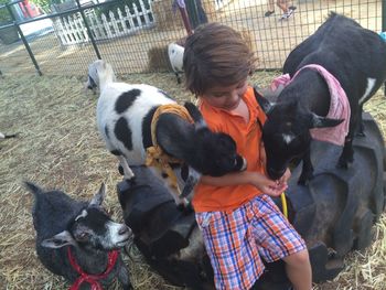 High angle view of boy feeding goats at pen