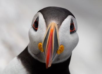 Close-up portrait of puffin 