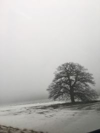 Tree on beach against sky