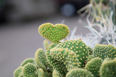 Close-up of succulent plant