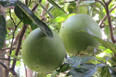 Close-up of fruits growing on tree