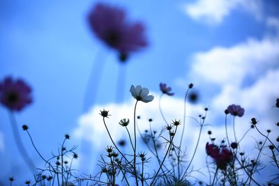 Close-up of flowers against sky