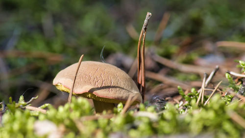 Close-up of mushroom growing on field