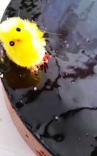 Close-up of yellow insect in water