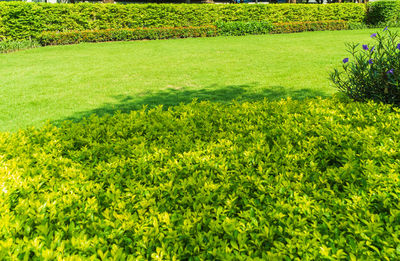 Scenic view of grassy field