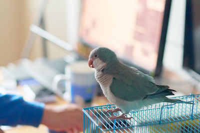 Bird perching in cage