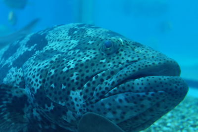 Close-up of fish swimming in sea