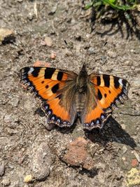 High angle view of butterfly on leaf