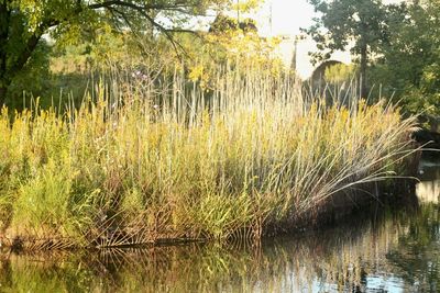 Scenic view of lake in forest